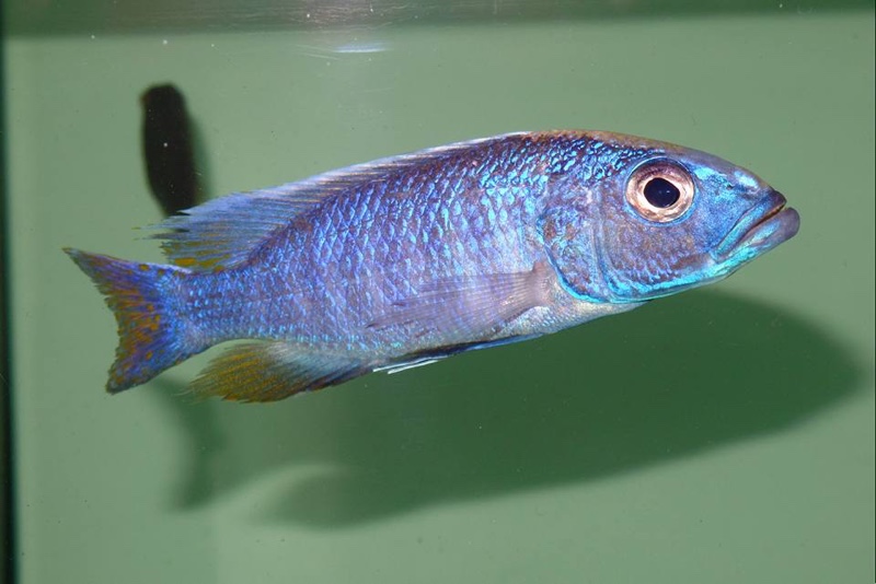 Sciaenochromis fryeri